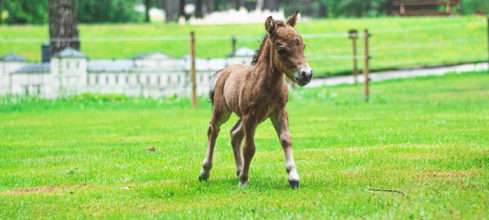 Nejmenší koně na světě najdete v parku Boheminium